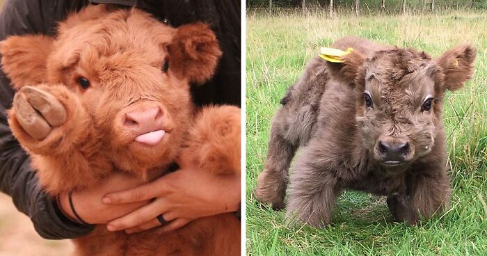 Featured image of post Cute Highland Cow Baby