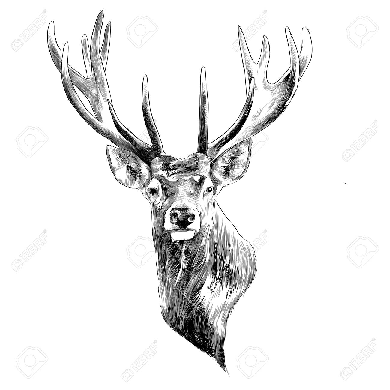 Featured image of post Drawing Deer Head Design